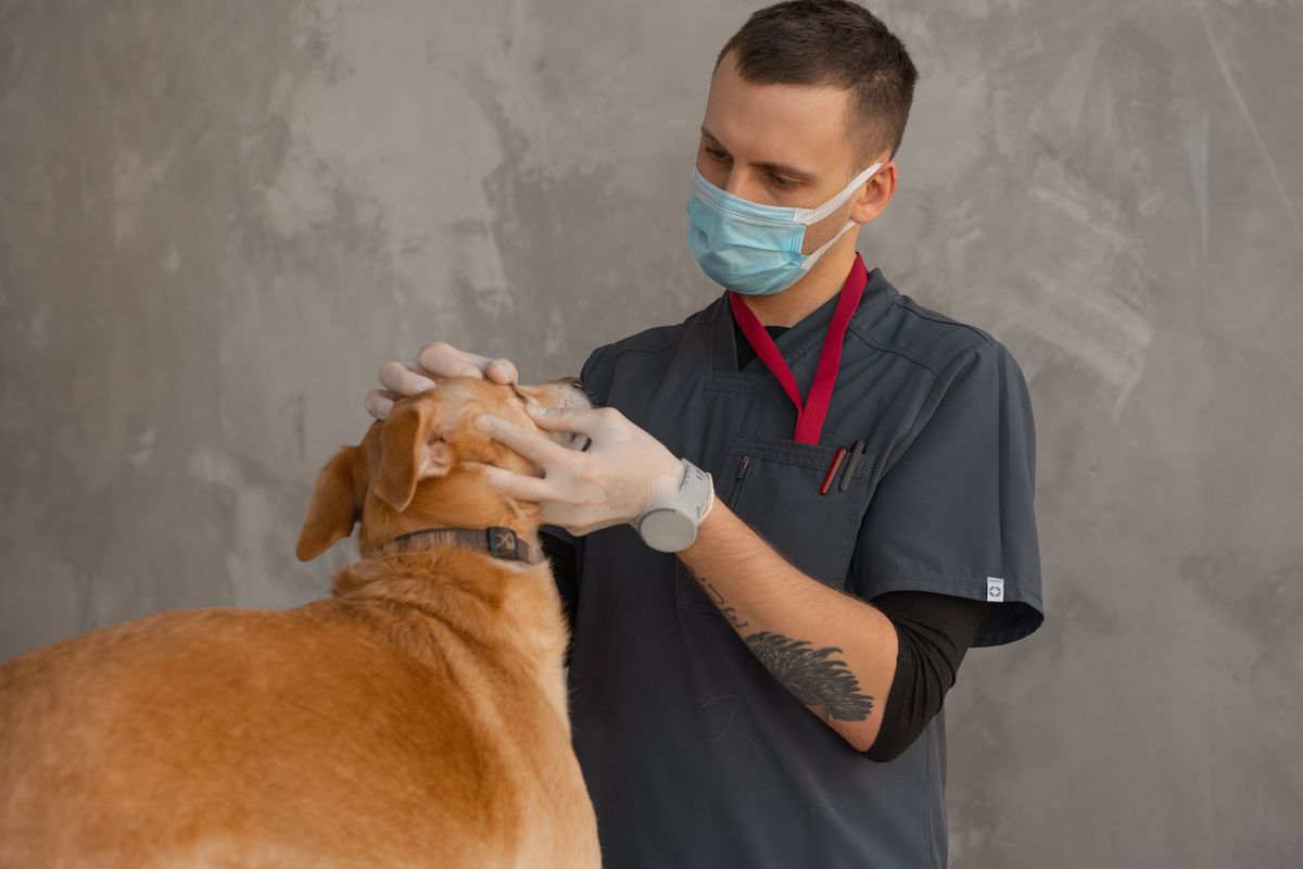 Dyrlæge undersøger en hund i klinikken